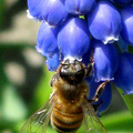(1) Spring Bee Here.jpg