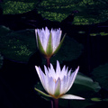 Moonlit Lilies