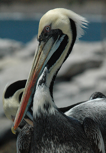 (10) Chile Pelican.jpg