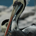 Chile Pelican