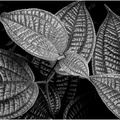  DSC0191 Hawaiian plant Leaves