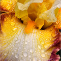 _DSC0136 Iris Yellow and Magenta.jpg