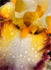 DSC0136 Iris Yellow and Magenta
