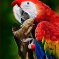 Color Me Macaw