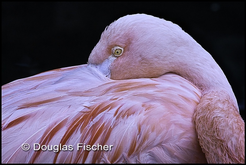 Flamingo #2.jpg