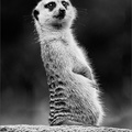 Meerkat On Watch