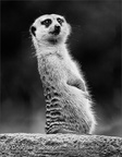 Meerkat On Watch
