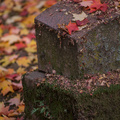 Maple Leaves on Tombstone 