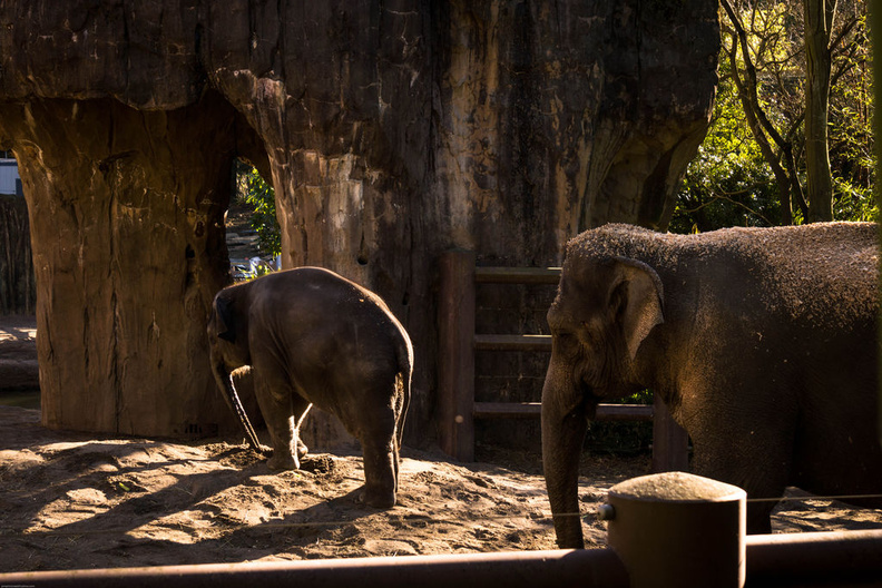 Asian Elephants 