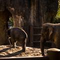 Asian Elephants 