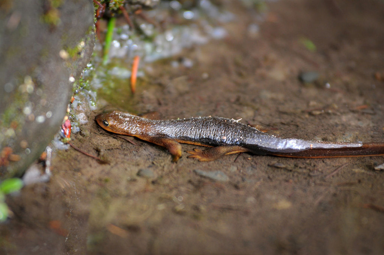 Lone Salamander