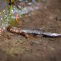 Lone Salamander