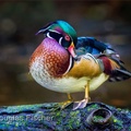 Wood Duck.jpg