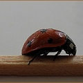 Ladybug On A Toothpick.jpg