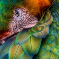 Feathers & Color