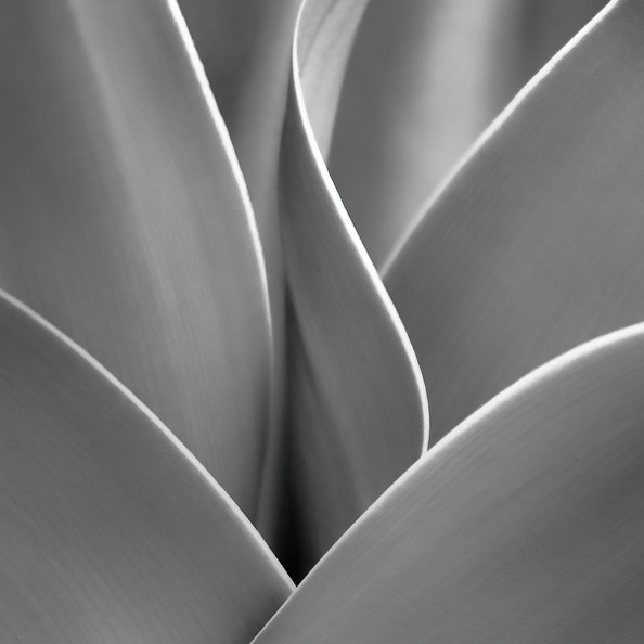 16-SucculentCurves-M John Craig.jpg