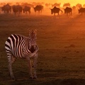 EloiseCarson FPCC Standing Zebra O