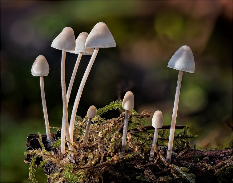  DSC0249 Family Of Mushrooms
