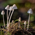 _DSC0249 Family Of Mushrooms.jpg