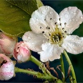  DSC397 Ornamental Pear Bloom
