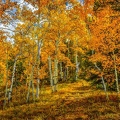 _DSC0034 Colorado Forest Trail.jpg