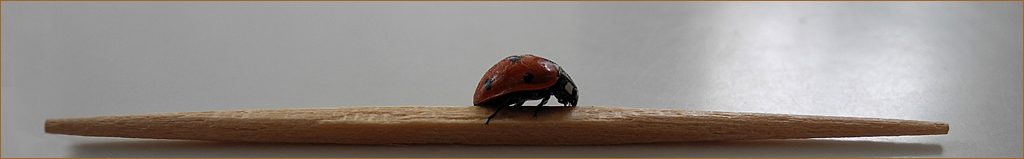 Ladybug On A Toothpick