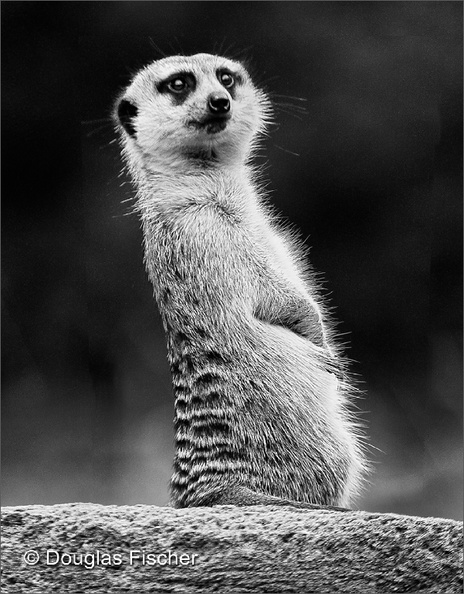 Meerkat On Watch.jpg