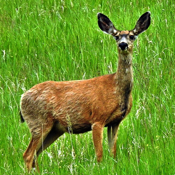 StephenCornick FPCC MuleDeer.jpg - Stephen Cornick(1)