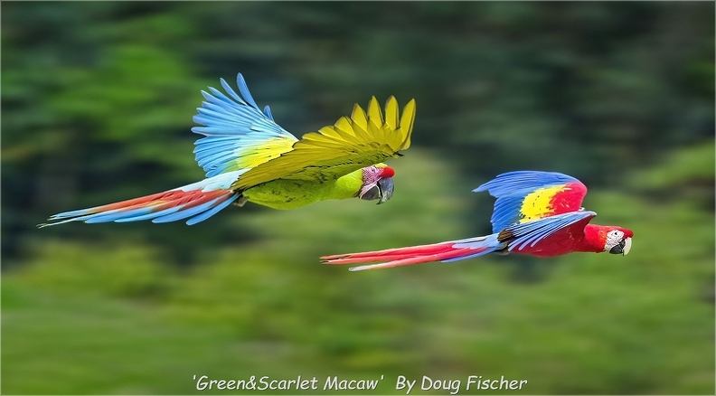 &#039;Green&amp;Scarlet Macaw&#039;  By Doug Fischer