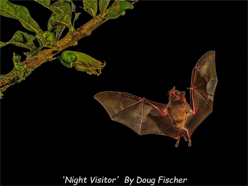 &#039;Night Visitor&#039;  By Doug Fischer