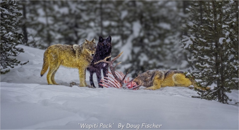 &#039;Wapiti Pack&#039;  By Doug Fischer